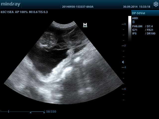 Ultraschallbild Momo
