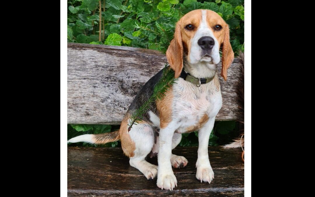 Wer wird der Glückliche…