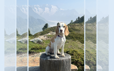 Tschüss Beagle Zucht of Aluschta…