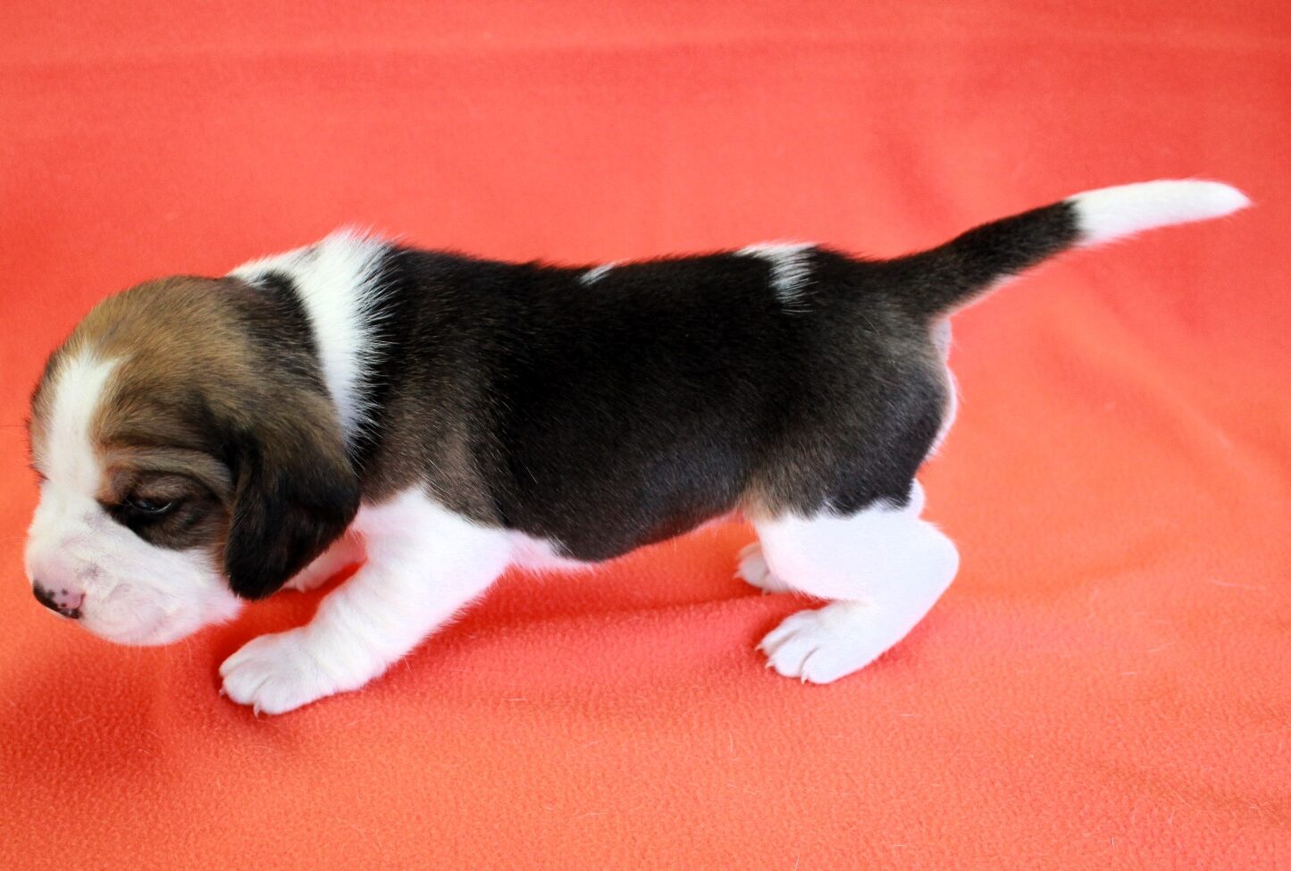 Viana Sophie 3W