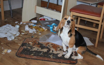 Hundehaus im Chaos…