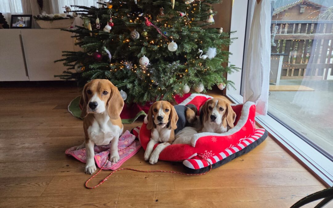 Frohe Weihnachten…