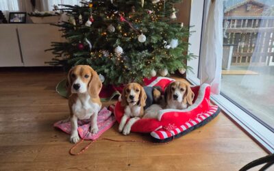 Frohe Weihnachten…