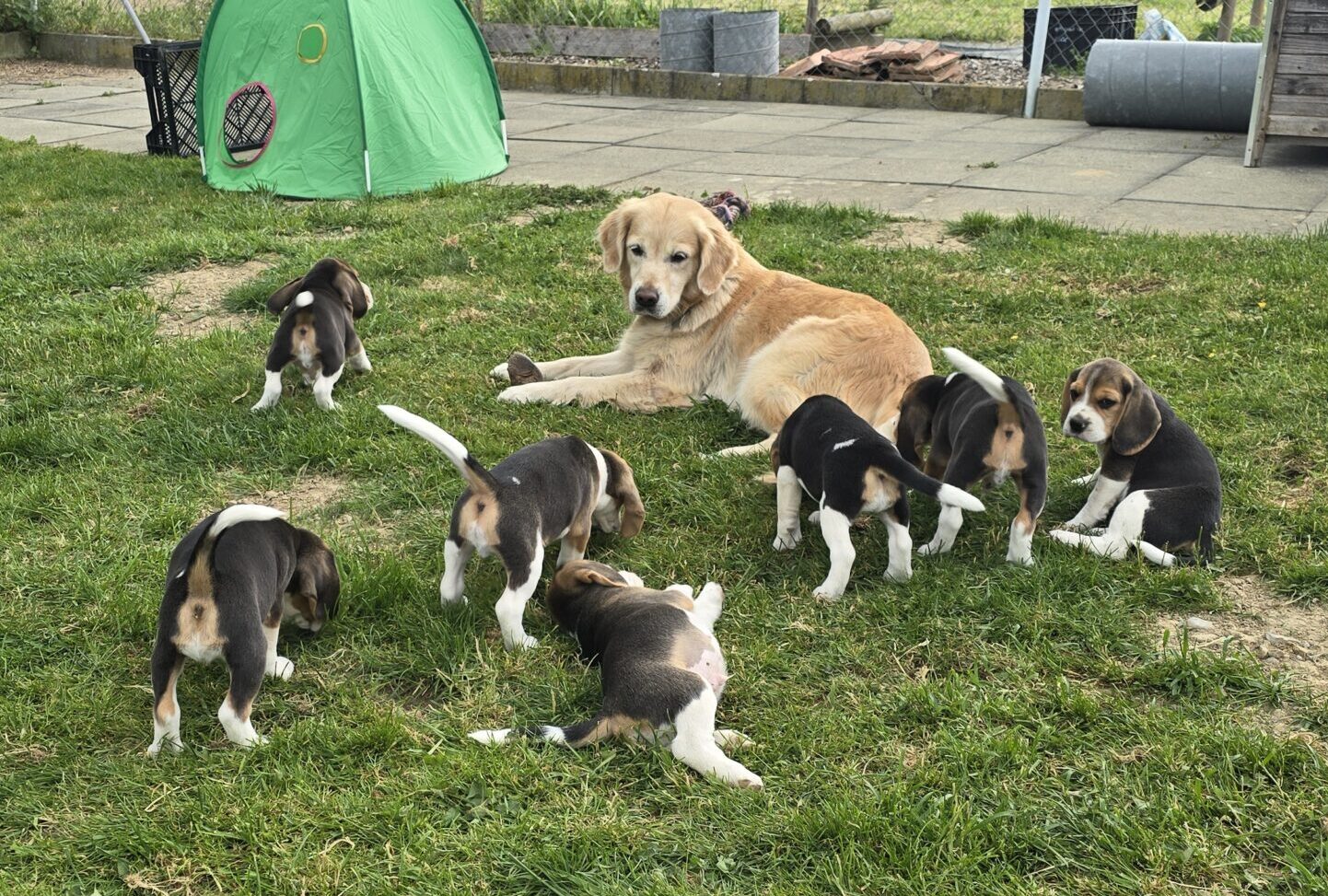 Stella zu besuch 2