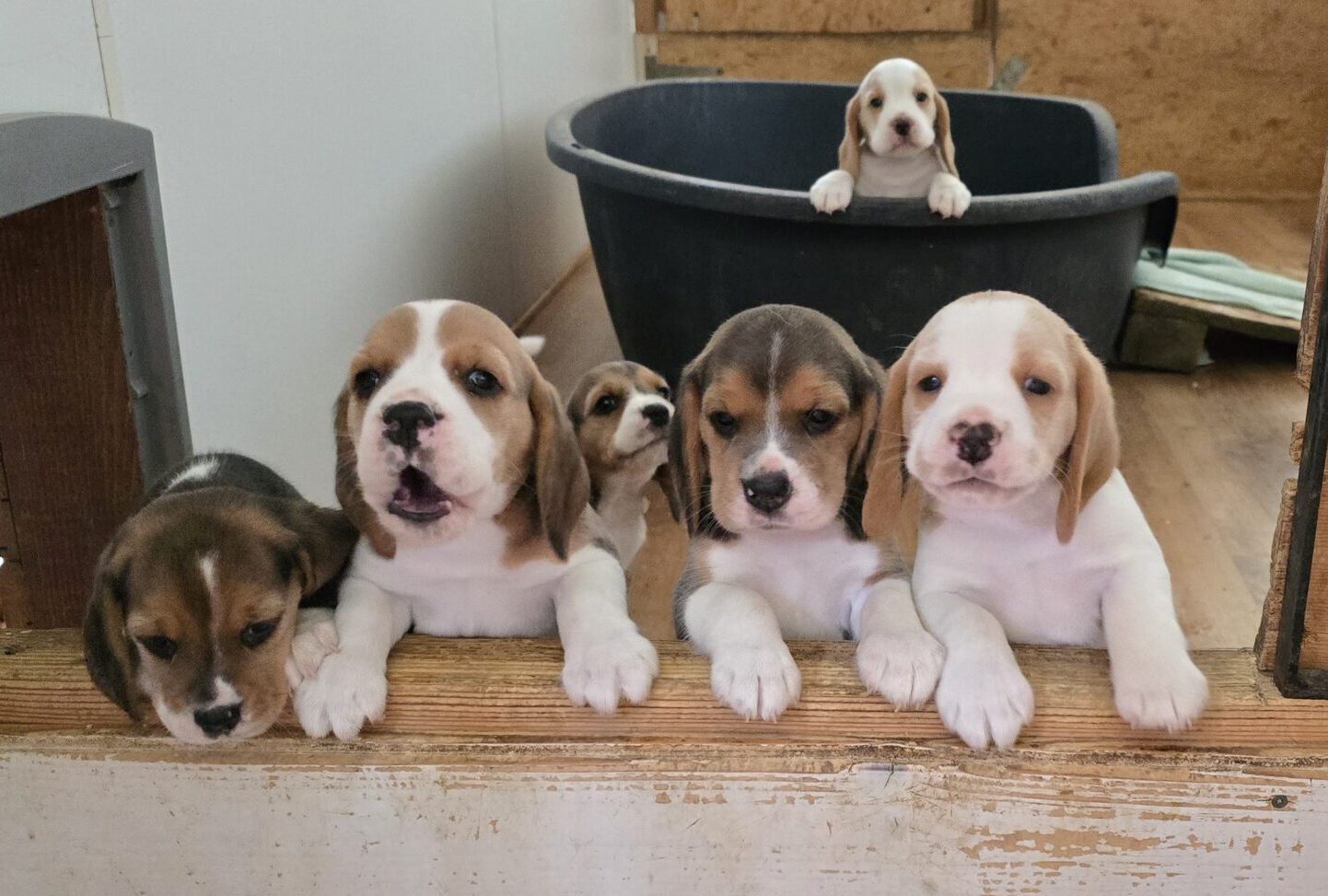 Hundeklappentraining…